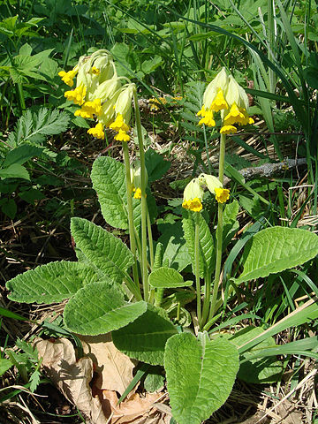 Primula veris